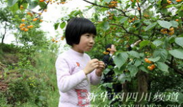 樱桃视频在线观看